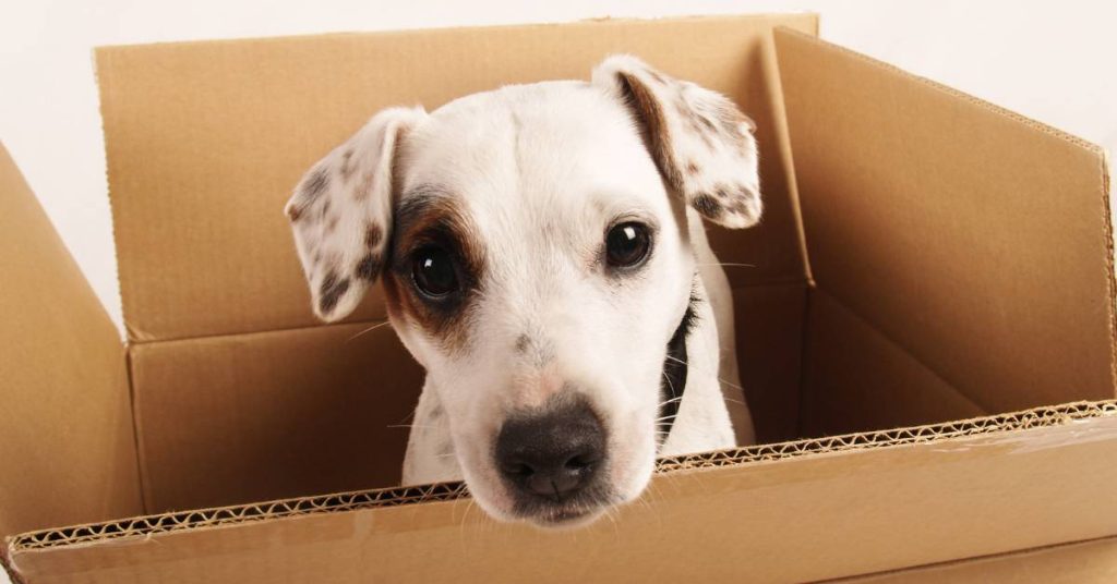 How to Handle Moving With Pets